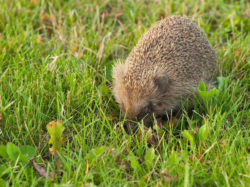 Erinaceus europaeus Egel European Hedgehog